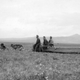 Image for article titled These Dogs are Honorary Geologists for Their Early Exploration of Alaska